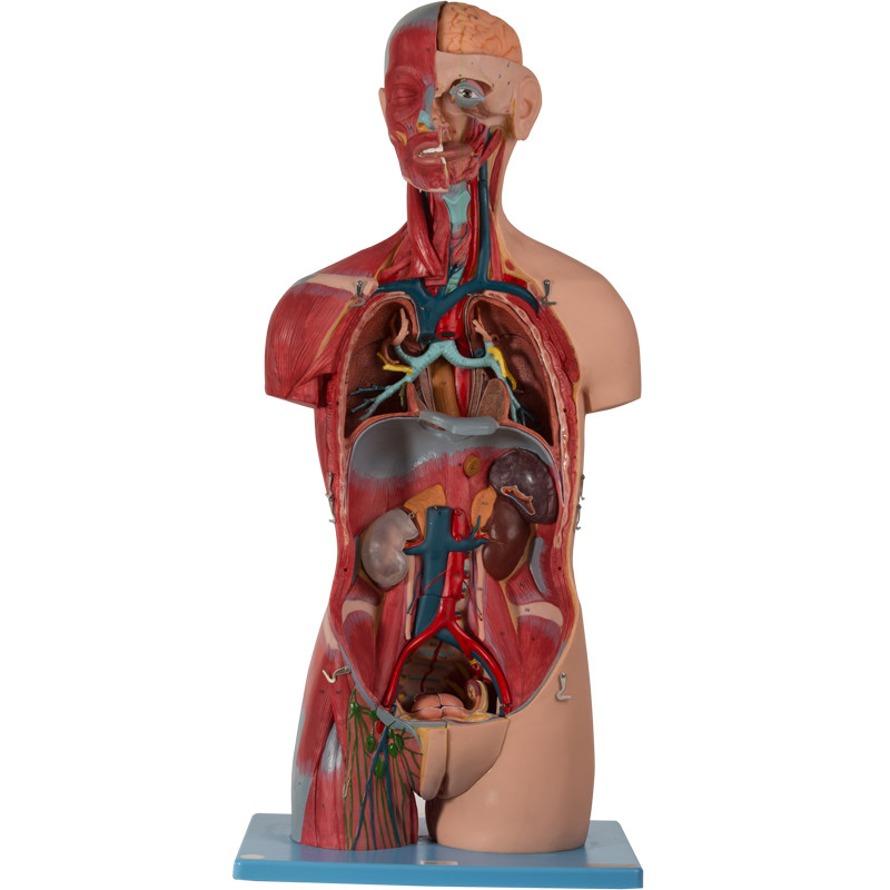 Modèle humain With Inner Structures d'anatomie de torse asexué de couleur de la peau