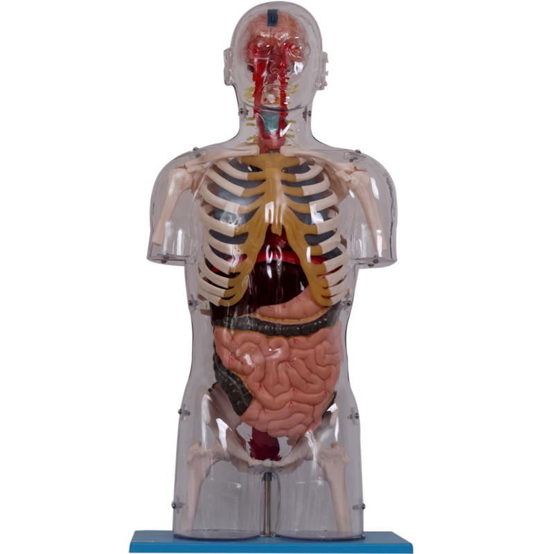Le PVC réaliste peignent le modèle humain With Internal Organs d'anatomie