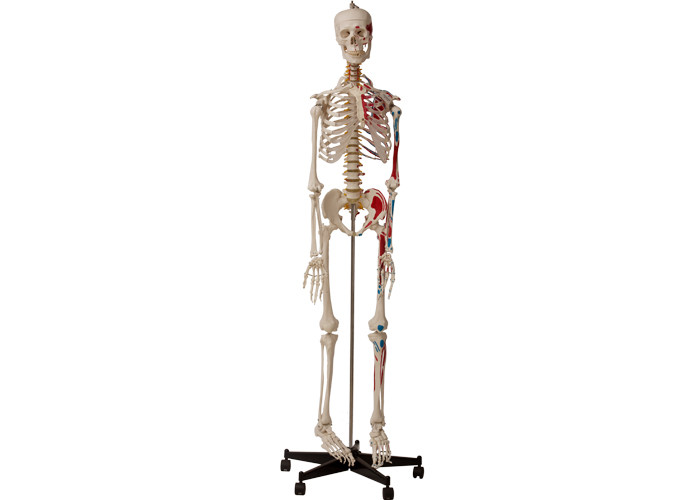 Squelette humain anatomique d'universités avec des muscles et des ligaments
