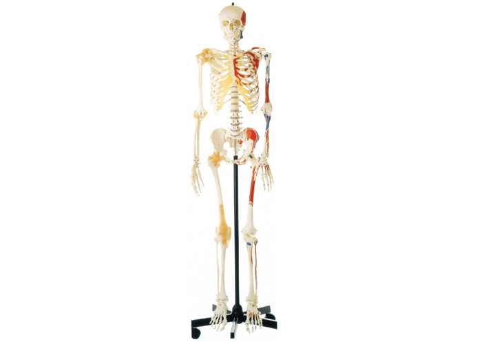 Anatomie formant le squelette de peinture de PVC avec des muscles et des ligaments