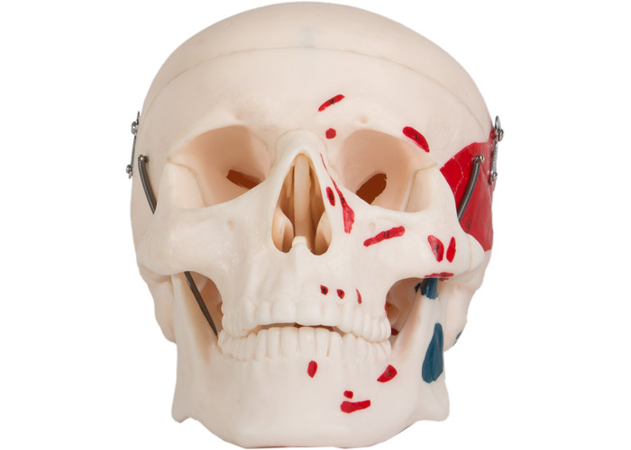 Le modèle de coloration adulte de muscle de crâne Which peut être distinct dans 3 parts