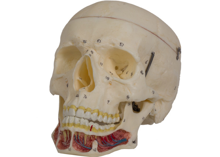 Les sinus crâniens ont coloré le modèle humain For Training de crâne