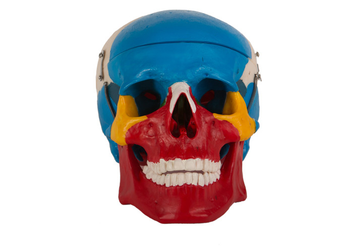 La couleur rouge bleue a peint le crâne anatomique en plastique pour la formation de Faculté de Médecine