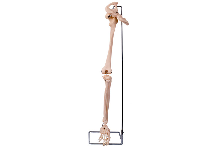 PVC 3D abaissent le modèle For Medical Training d'os de hanche de membre