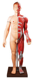 28 parts de corps humain muscles la couleur humaine de peinture de main de modèle d'anatomie