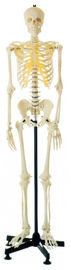 Modèle humain squelettique humain artificiel d'anatomie pour l'étude de structure anatomique
