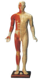 Mannequin masculin de modèle de point d'acuponcture de mannequin de formation avec les quatorze Manche
