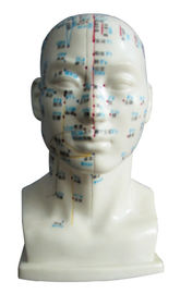 Tête humaine avec le corps humain de modèle de point d'acuponcture pour les universités médicales