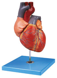 Le modèle humain d'anatomie de coeur adulte peint à la main montre la voûte aortique, oreillette, ventricule
