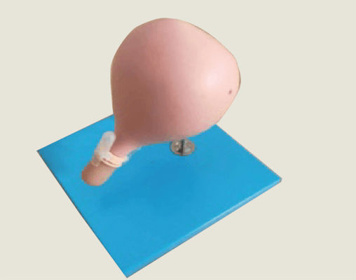 Formation cervicale de Gynecologic Simulator For Cerclage de modèle de circoncision
