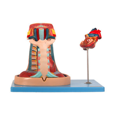 Modèle de médiastin d'anatomie de PVC d'importation pour la formation de Faculté de Médecine