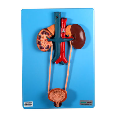 Le mode urinaire incluent le rein et la vessie pour l'étude d'écoles