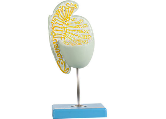 Struction intérieur a magnifié la formation de For Medical Schools de modèle de testicule