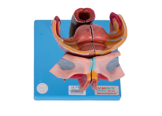 Les organes génitaux externes et internes femelles modèlent For Colleges Training