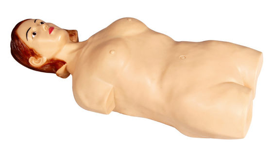 Moitié femelle - mannequin abdominal de simulateur de palpation de corps pour l'université, étude d'hôpital