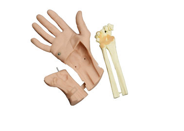 Modèle d'anatomie de tête humaine d'opération d'Arthroscopy de poignet pour l'étudiant soignant de shool